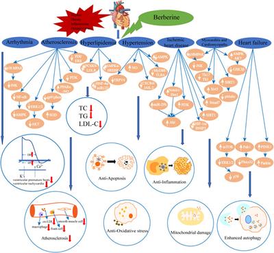 A New Therapeutic Candidate for Cardiovascular Diseases: Berberine